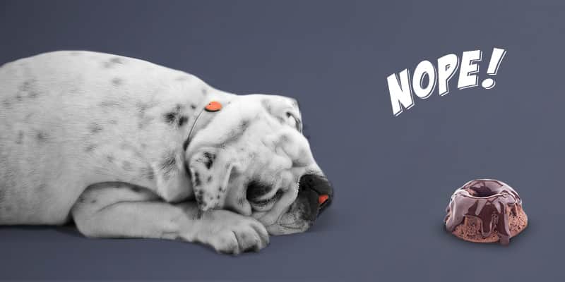 Cuidado con lo que le das a tu perro
