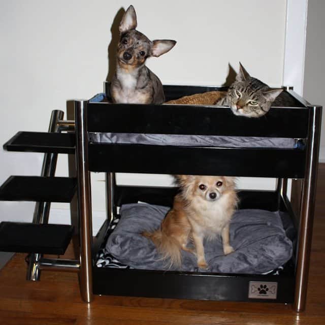 Litera para animales