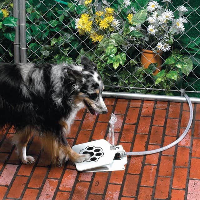 Fuente para perros