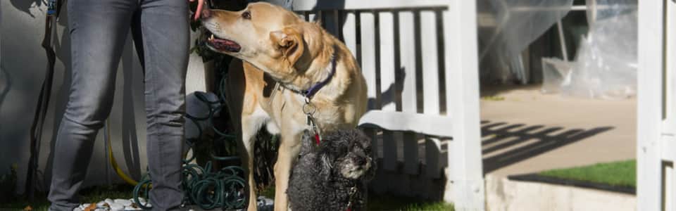 Modificación de conductas caninas problemáticas
