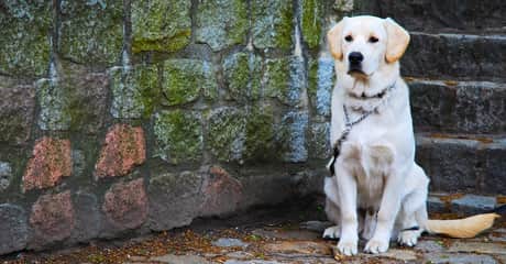 Obediencia canina avanzada: a distancia