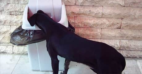 Obediencia canina avanzada: Rechazo de alimentos