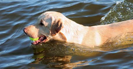 Obediencia canina avanzada: cobro de objetos