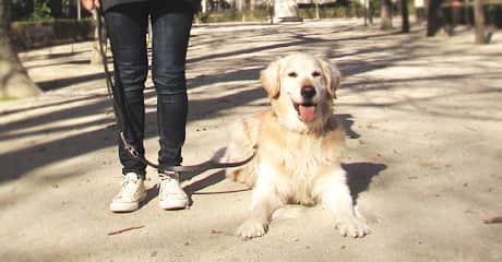 Obediencia básica canina: tumbado