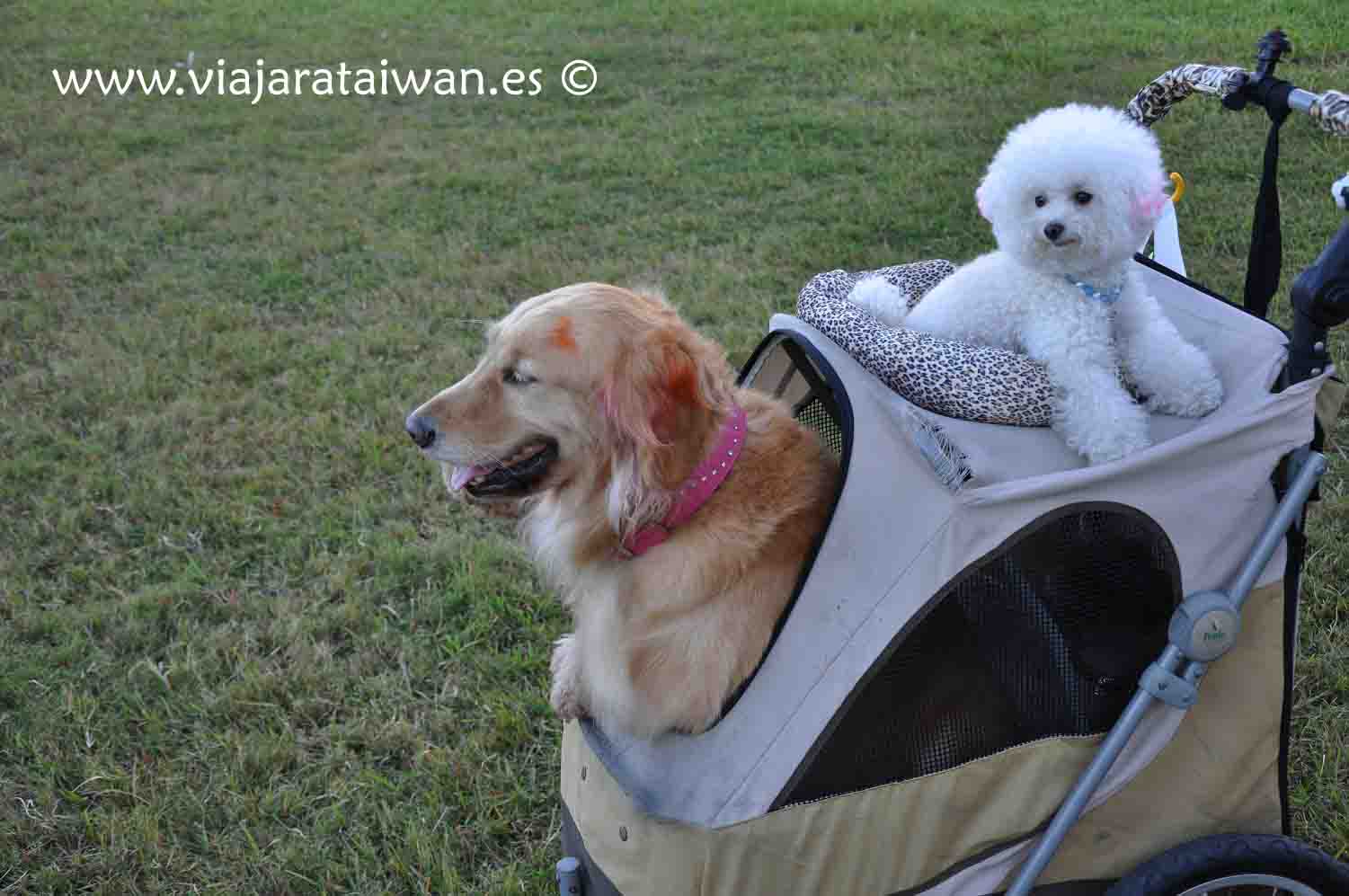 Carrito para perros en Taiwan
