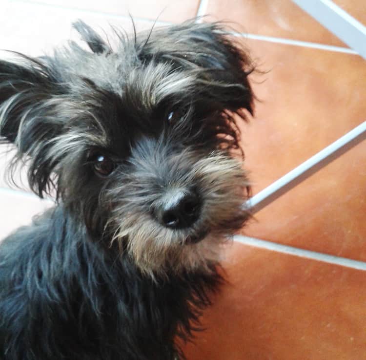 Caso exito: Luna
