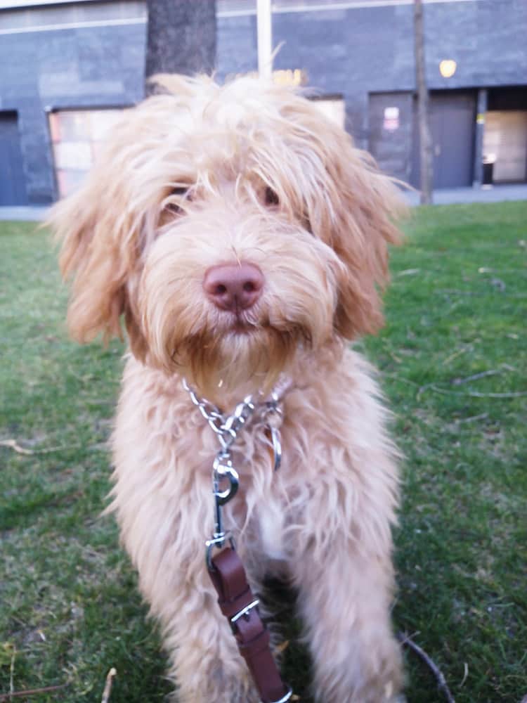Aspecto del labradoodle