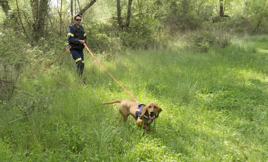 uso del arnés en perros