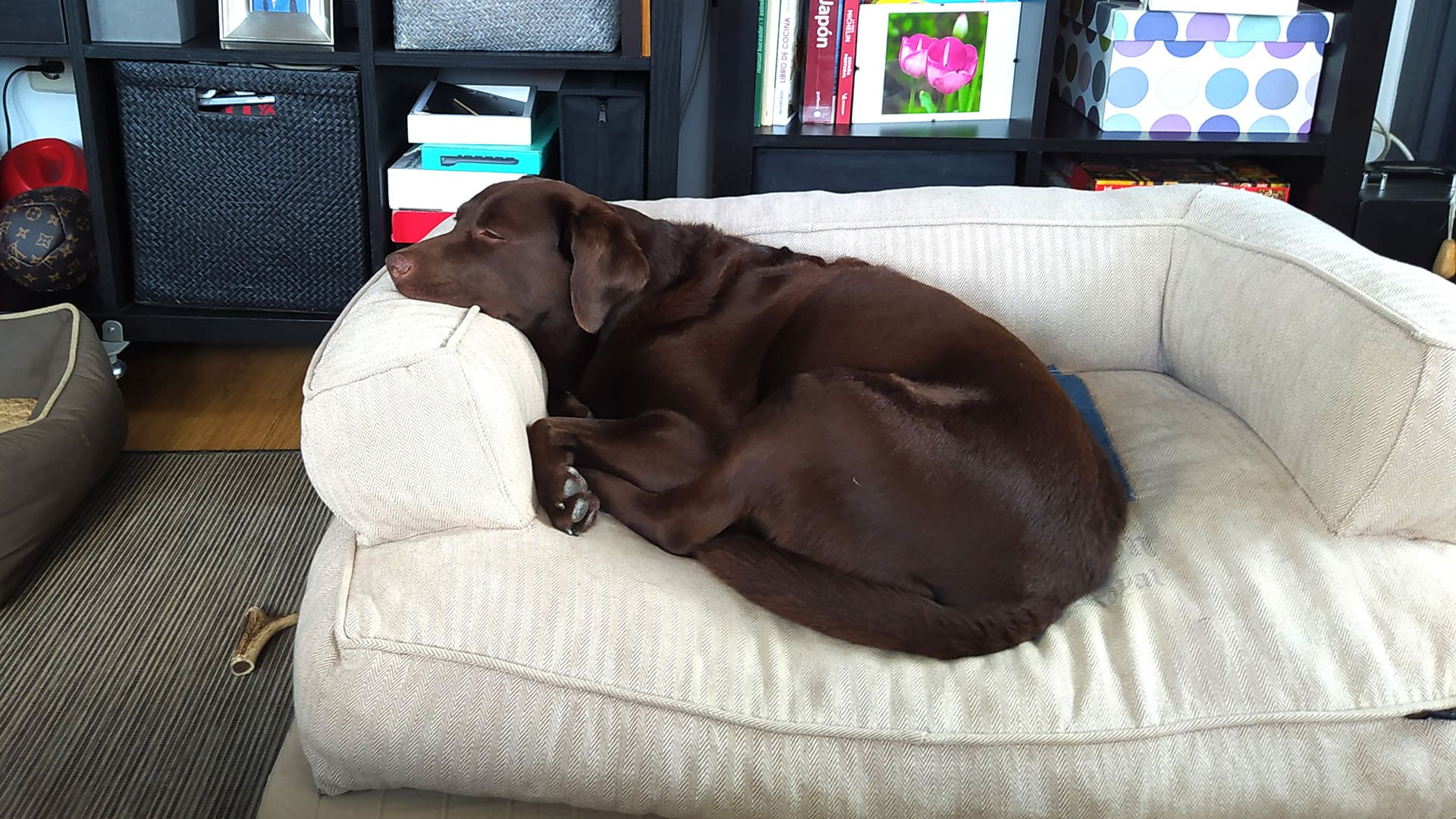 Perro aburrido en cuarentena