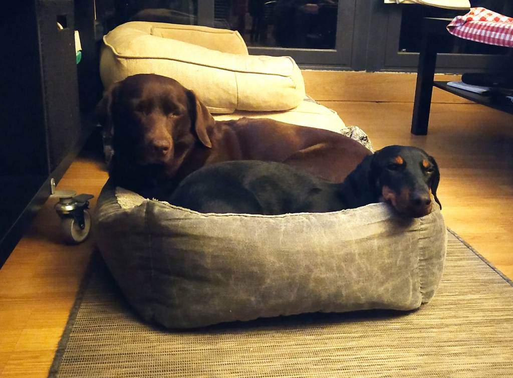 Dos perros compartiendo la misma cama